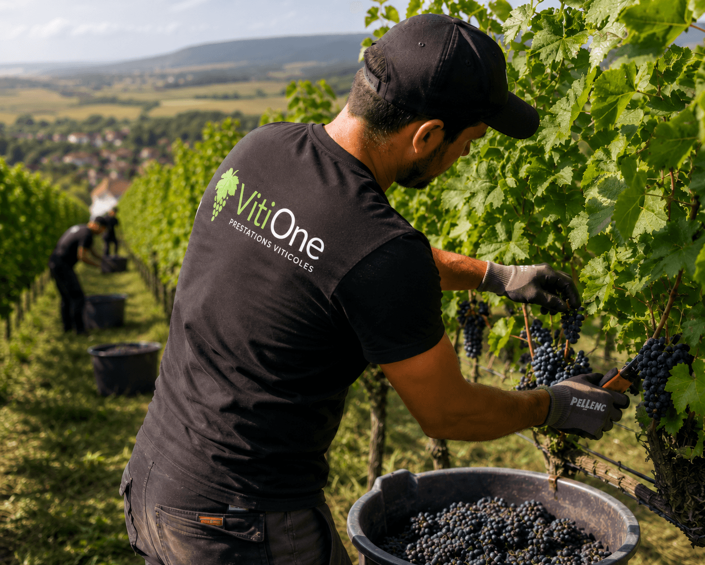 Vendanges